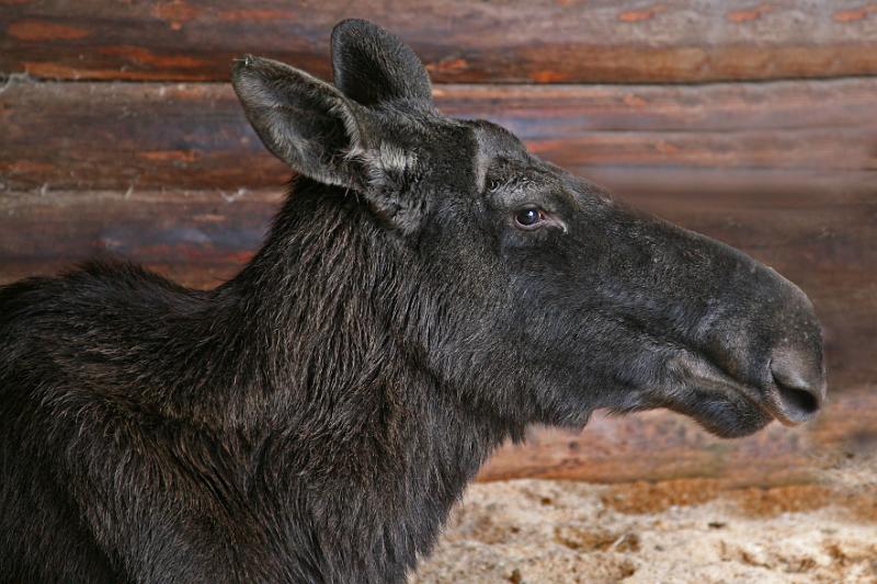 Bayerwald Tierpark_26.jpg
